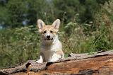 CORGI PEMBROKE 219
